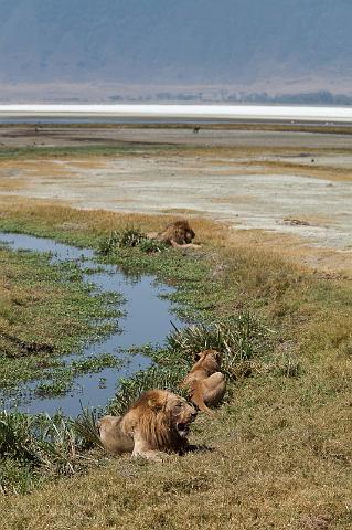 135 Tanzania, Ngorongoro Krater, leeuwen.jpg